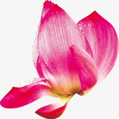 粉色荷花花瓣毛笔字素材免抠