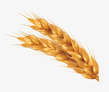 卡通稻穗免抠png装饰免抠 卡通稻穗免抠png装饰免抠