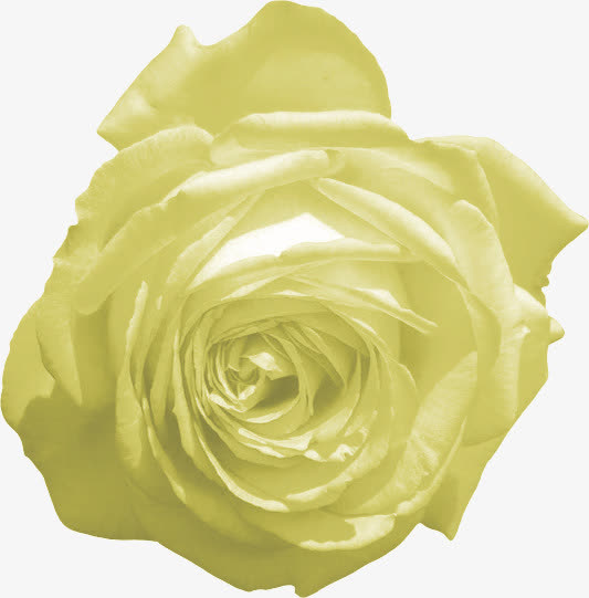 玫瑰花免抠