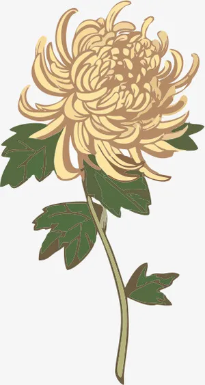 手绘菊花彩色免抠