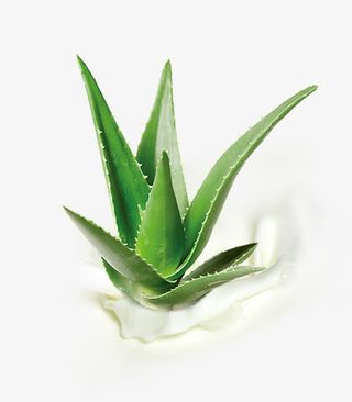 芦荟牛奶图免抠