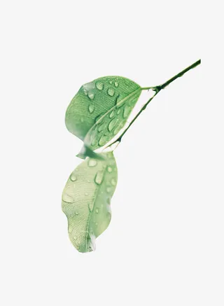 绿色春天树叶简约免抠