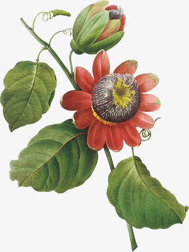 手绘花免抠