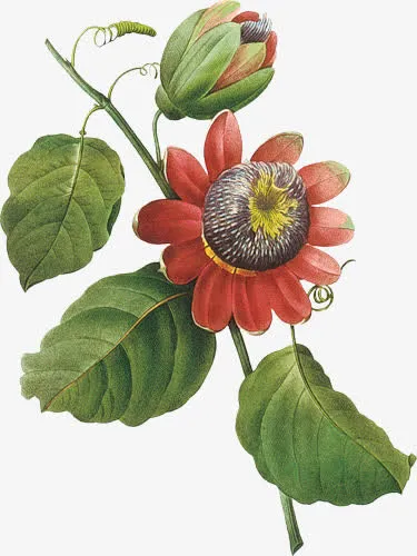 手绘花免抠