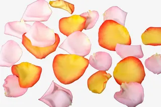 透明花瓣素材小花瓣免抠