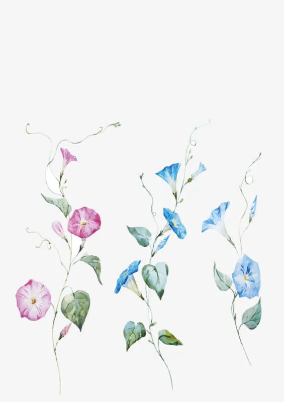 手绘喇叭花免抠