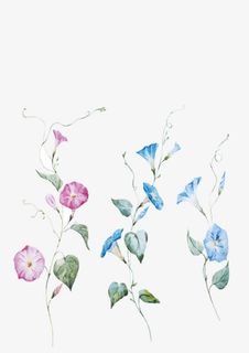 手绘喇叭花免抠