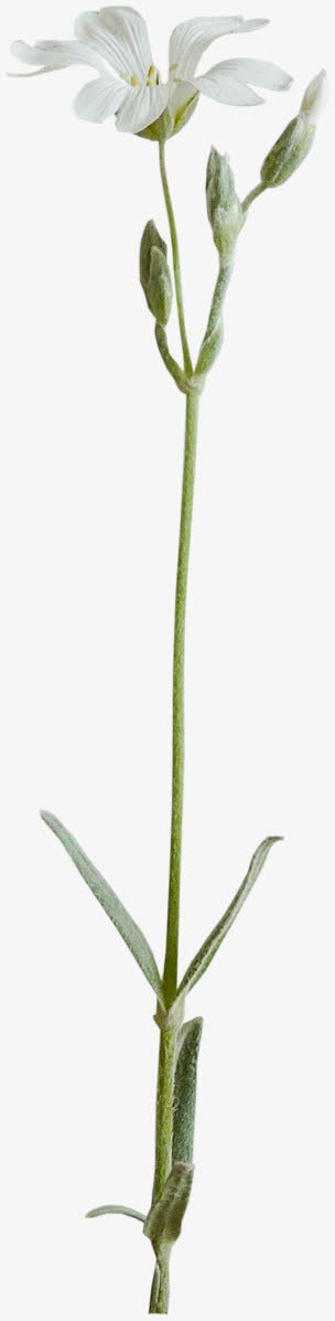 花卉免抠