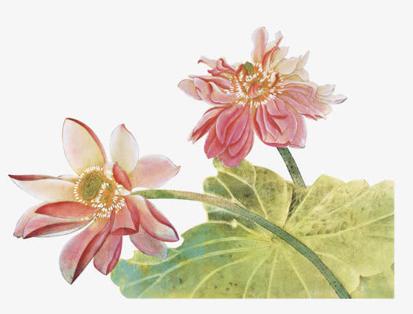 荷花免抠