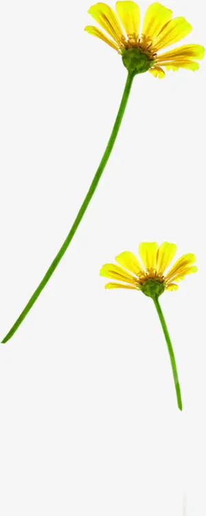 简约黄色清新春天花朵装饰免抠