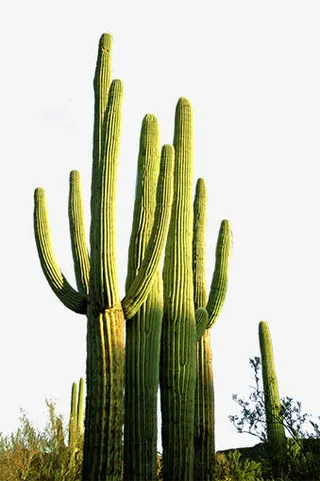 沙漠仙人掌免抠
