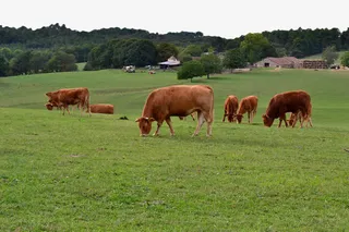 绿色草原风光免抠