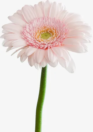 春天绿色一枝花粉色花免抠