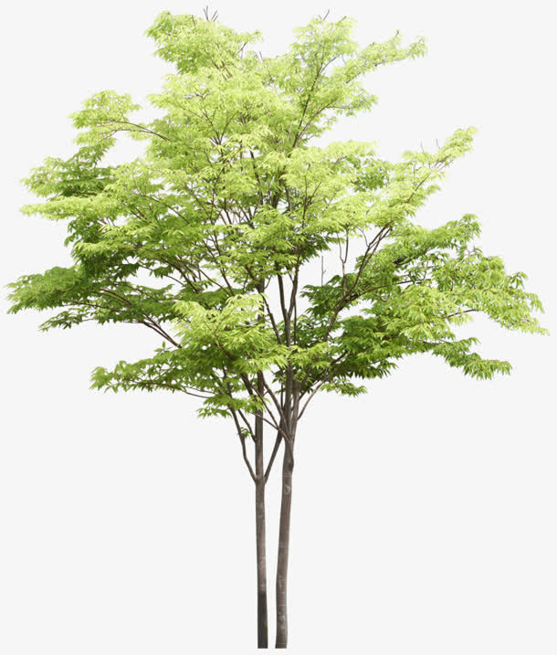 绿树免抠
