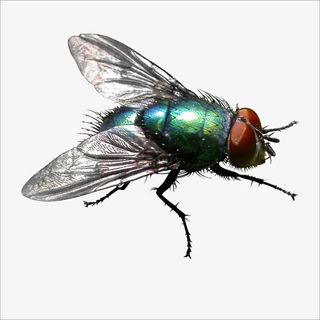 苍蝇免抠