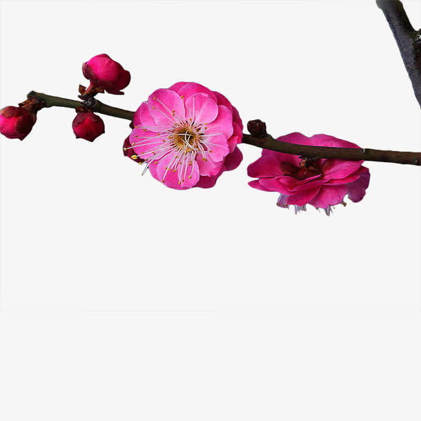 一枝红梅花免抠