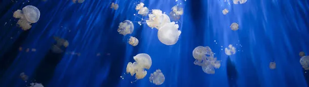 海底水母摄影banner壁纸