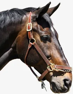 马素材 马头免抠