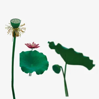 荷叶藕荷花免抠