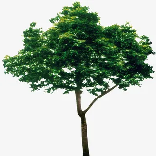 绿色植物背景树木图片