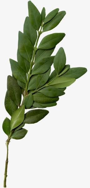 春天绿叶树枝装饰图片免抠装饰植物元素