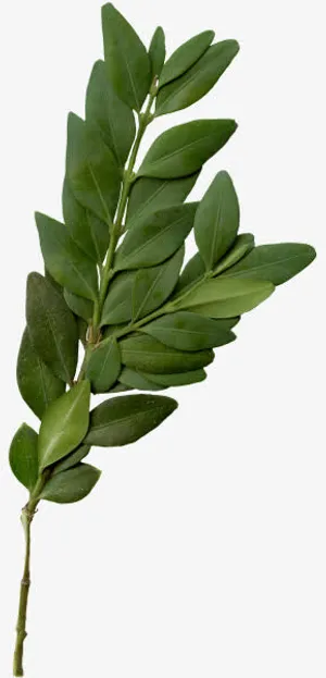 春天绿叶树枝装饰图片免抠装饰植物元素