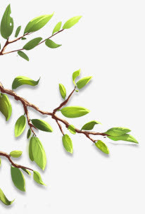 立体手绘树叶植物树枝效果免抠