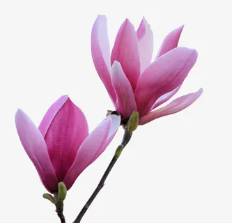 免抠透明粉色木兰花免抠 免抠透明粉色木兰花免抠