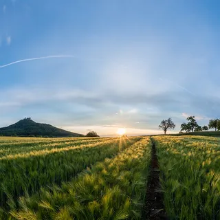 清晨麦田背景高清