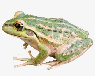 爬着的青蛙免抠