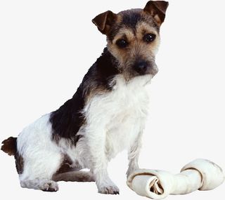 可爱的小狗免抠