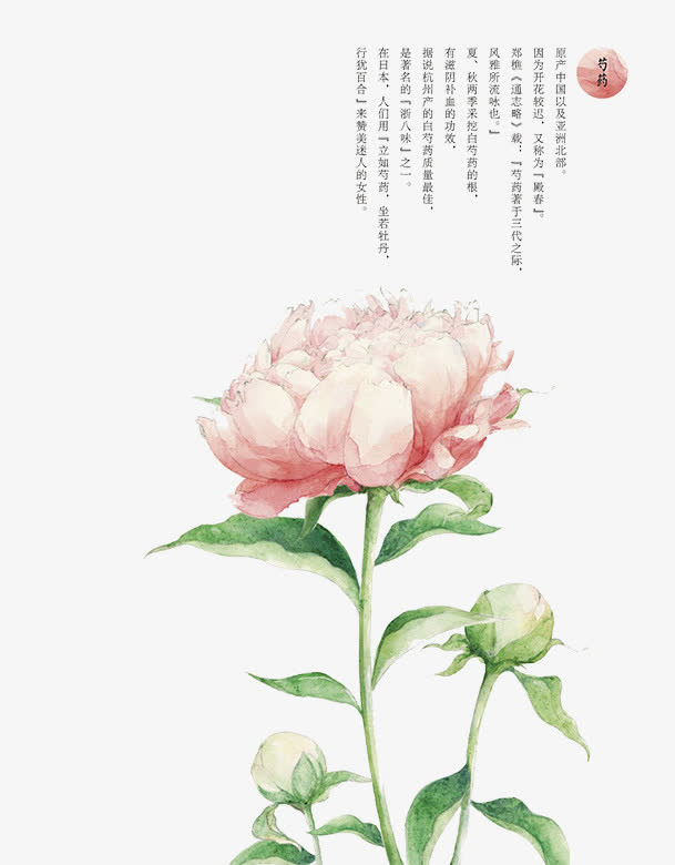 粉色芍药花免抠