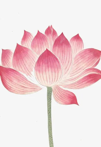 盛开的花免抠
