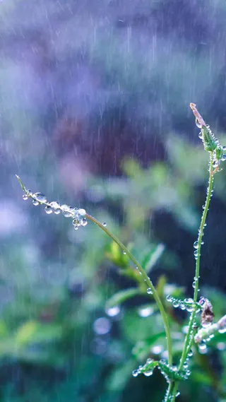 雨露节气背景高清