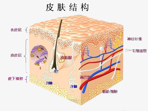 皮肤结构免抠