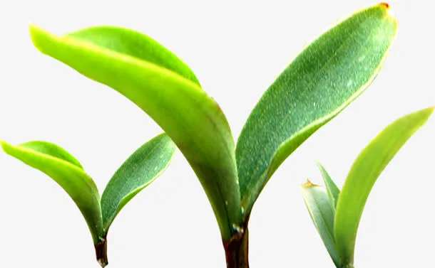 春天清新嫩芽植物装饰免抠