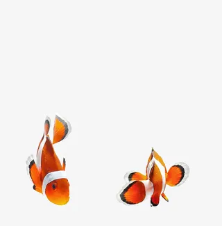 可爱的小丑鱼免抠