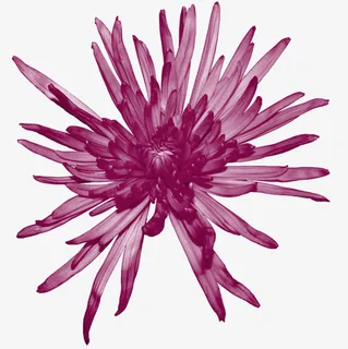 紫墨单菊花开免抠