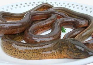 在盆子里的鳝鱼免抠