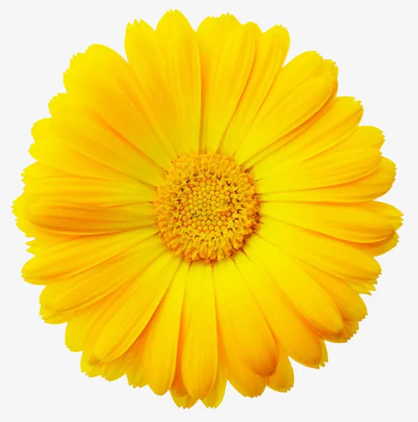 黄色菊花装饰图片免抠