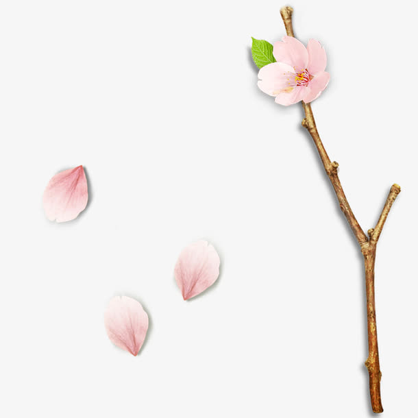 粉色的桃花花瓣素材免抠