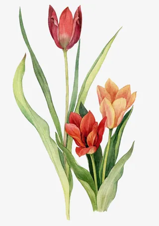 红色黄色花苞绿叶手绘免抠