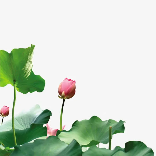 荷叶免抠
