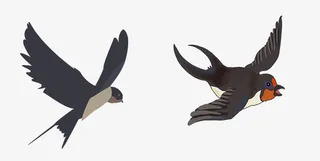 卡通手绘春天飞翔的小鸟免抠