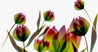 精美手绘花朵渐变创意免抠