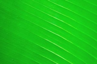 弧形叶脉绿叶免抠背景底纹元素