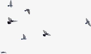 水墨画天空飞鸟免抠
