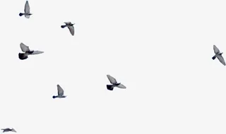 水墨画天空飞鸟免抠