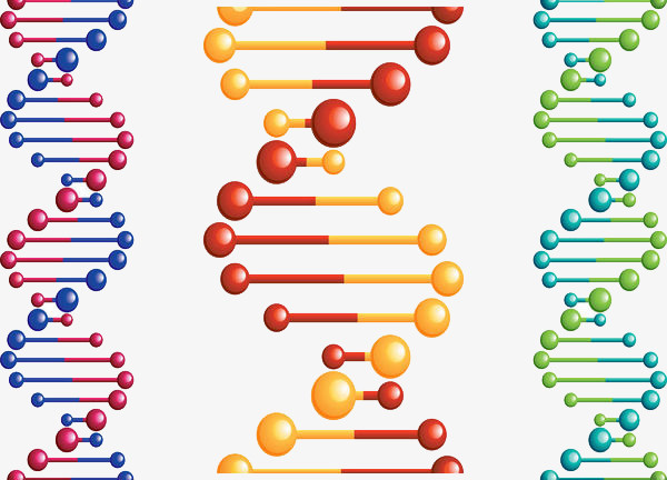 染色体彩色卡通插画免抠