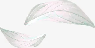 白叶图片素材免抠